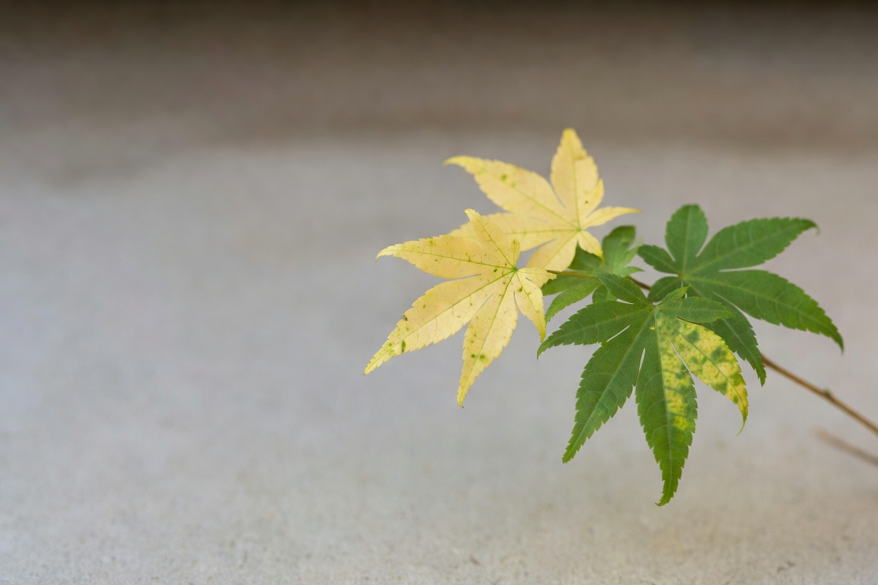 黄ばんだ葉の植物